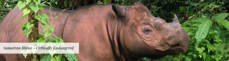 Kertam 10 Endangered Animals in Malaysia | RS Eco Group Sdn Bhd